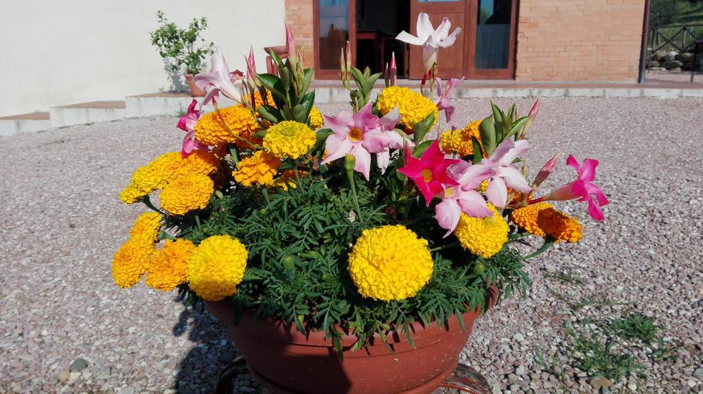 Farm stay San Silvestro *
