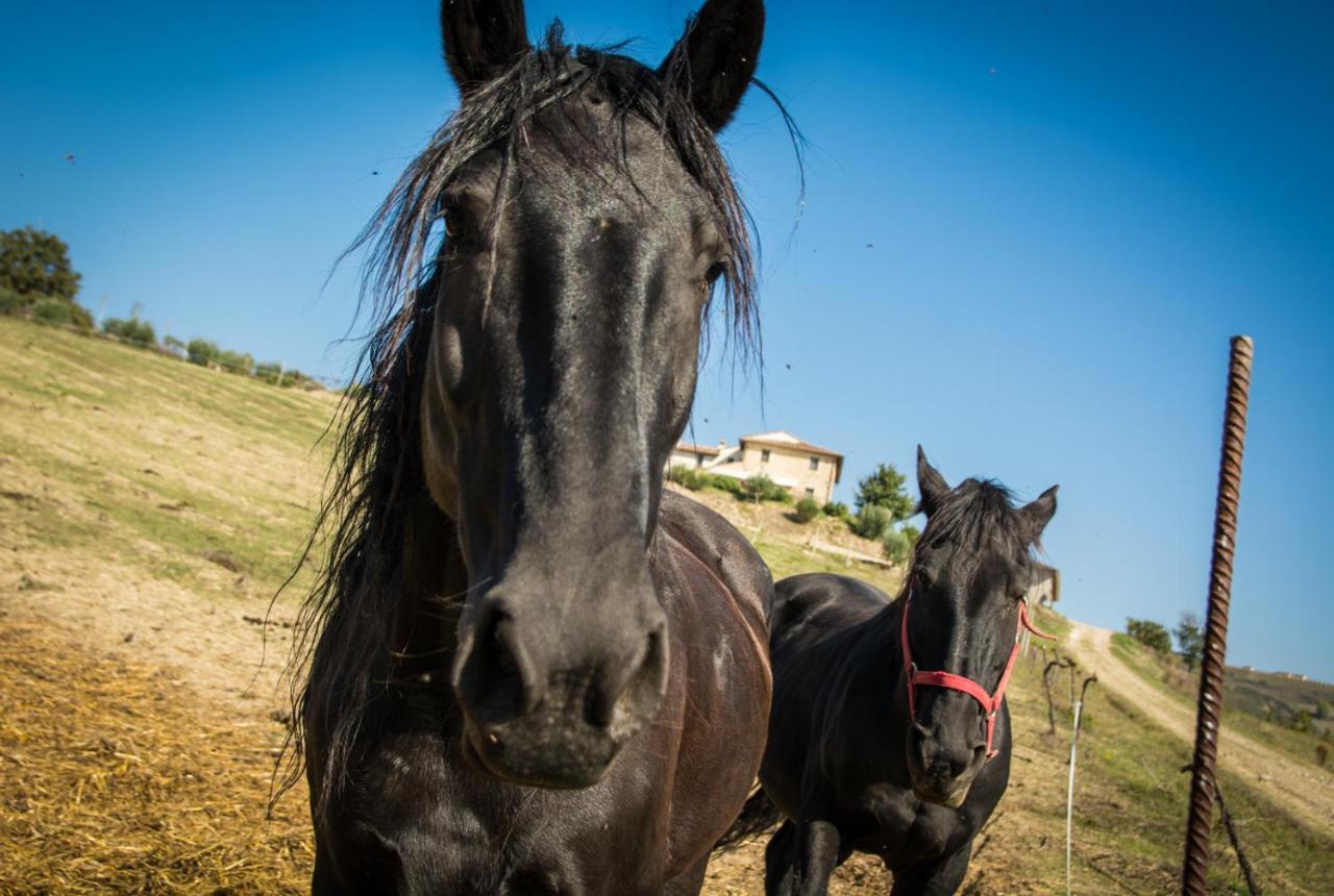 Farm stay San Silvestro *